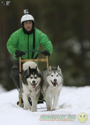 Гонка на собачьих упряжках в  Чехии 