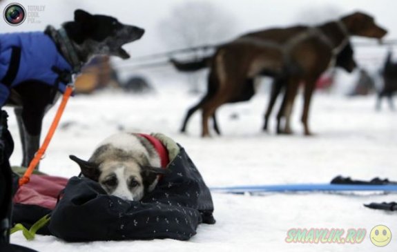 Гонка на собачьих упряжках в  Чехии 