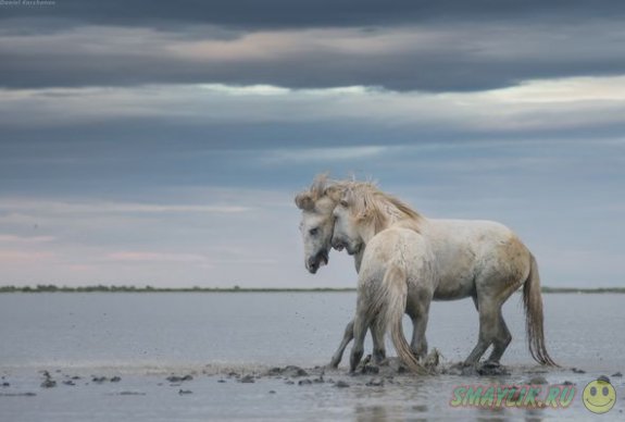 Удивительно красивые белые лошади с юга Франции