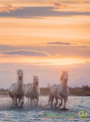Удивительно красивые белые лошади с юга Франции