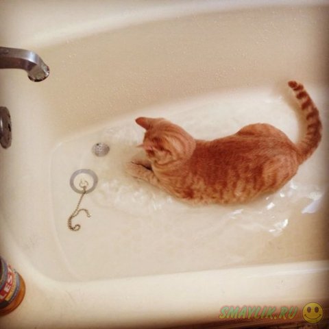 Иногда кошки обожают купаться 