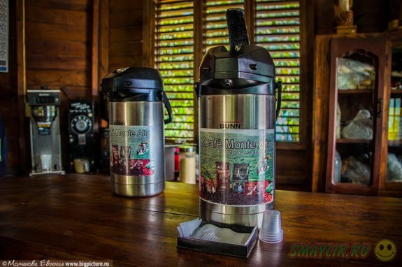 Кофе — одна из важнейших сельскохозяйственных культур Доминиканской Республики