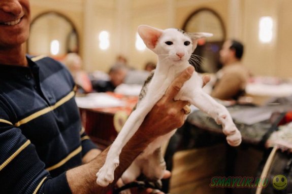 Очаровательные конкурсанты с выставки кошек