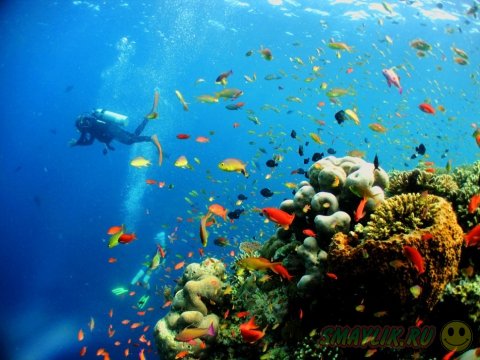 Подводная красота морей и океанов