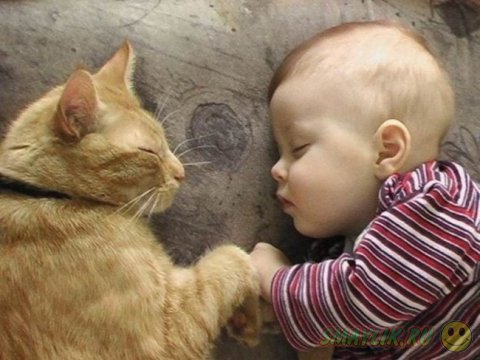 Коты могут быть самыми заботливыми животными для малыша