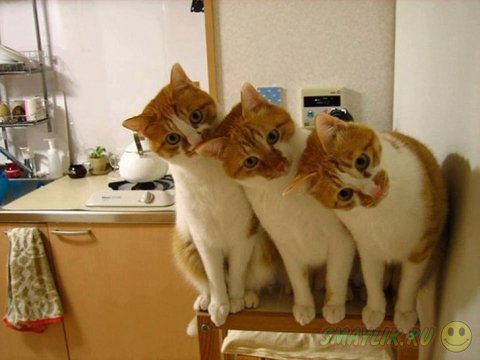 Забавные синхронные кошки