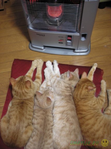 Мы все нуждаемся в тепле и заботе!