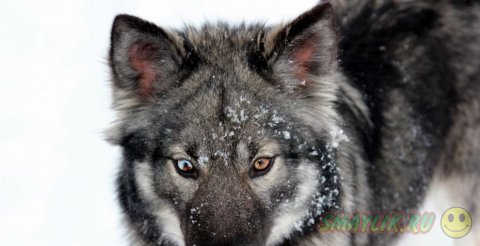 Волкособы — гибрид волка и немецкой овчарки