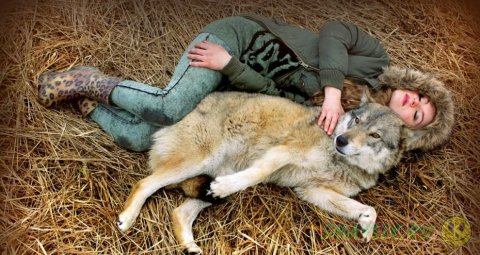 Волкособы — гибрид волка и немецкой овчарки