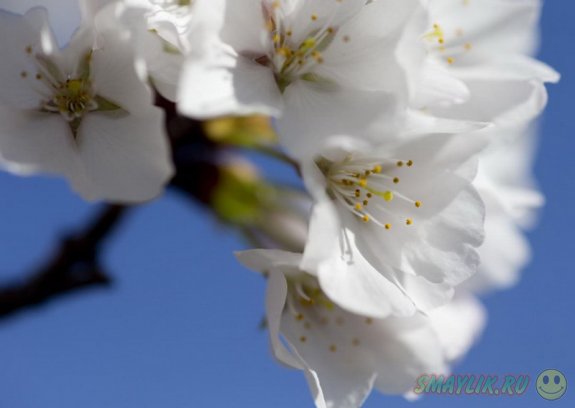 Время цветения сакуры