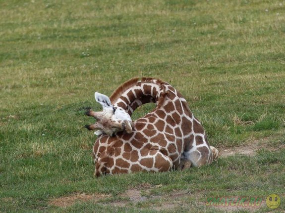 Трогательные и беззащитные - спящие жирафы