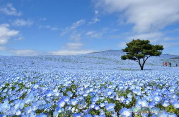 Красивый парк цветов в Японии 