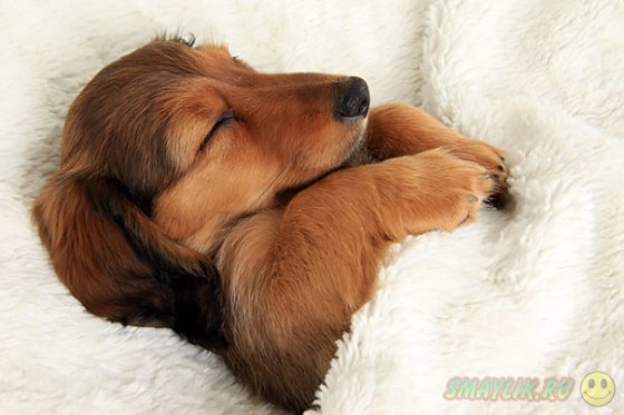 Собаки, решившие вздремнуть на мягких белоснежных кроватях 