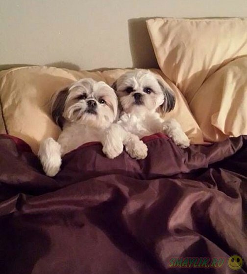Собаки, решившие вздремнуть на мягких белоснежных кроватях 