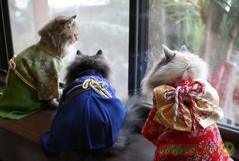 Кошки и кимоно — новое увлечение в Японии