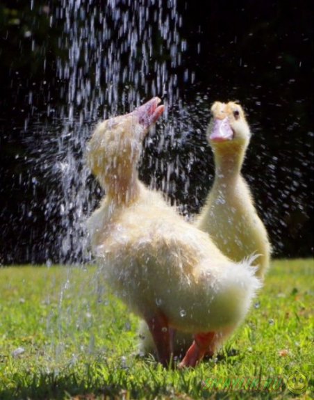 Животные под душем в летнюю жару