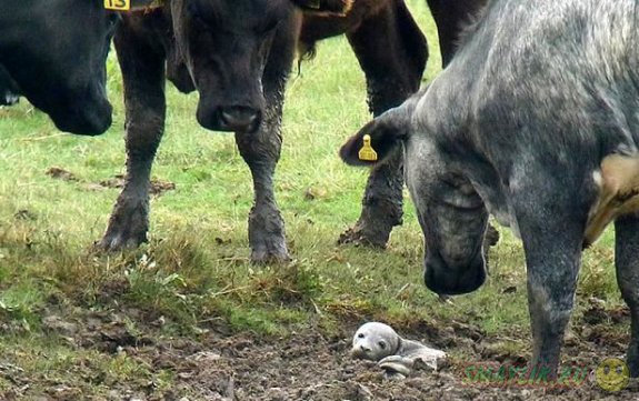 В Британии детеныша серого тюленя спасили любопытные коровы 