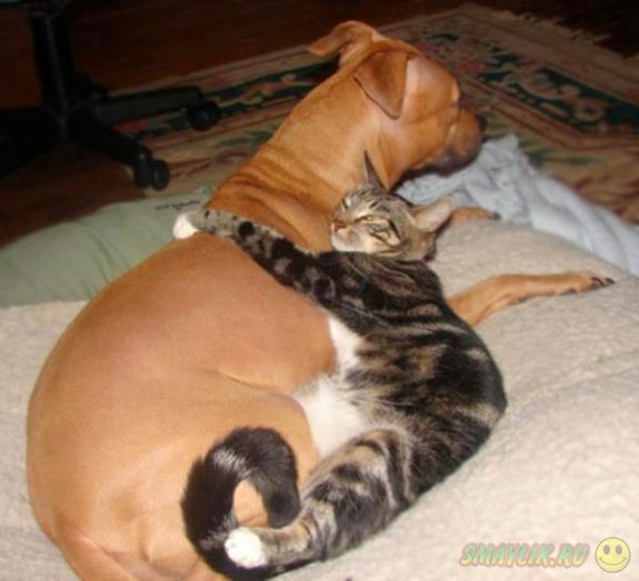 Коты и собаки - лучшие друзья