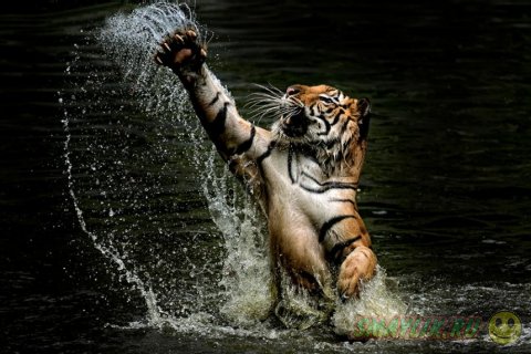 Тигр - самая величественная кошка на планете