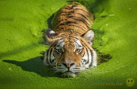 Тигр - самая величественная кошка на планете