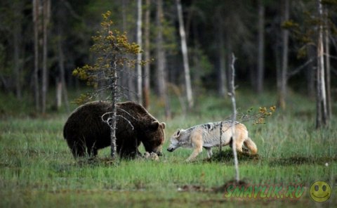 Необычная дружба между серой волчицей и бурым медведем
